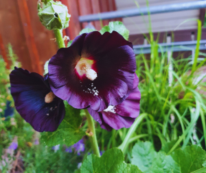 Barbara-Mira Jakobs Stockrose mit schwarz-violetten Blüten