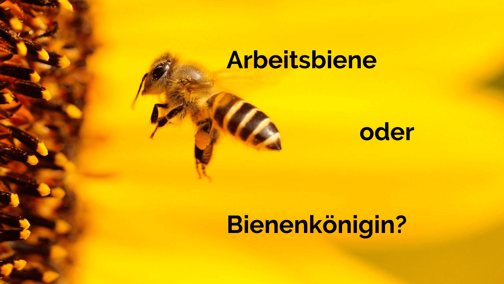 Arbeitsbiene oder Bienenkönigin.